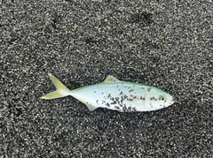 ワカシの釣果