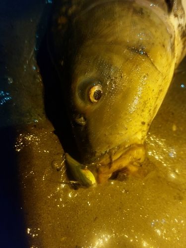 コイの釣果