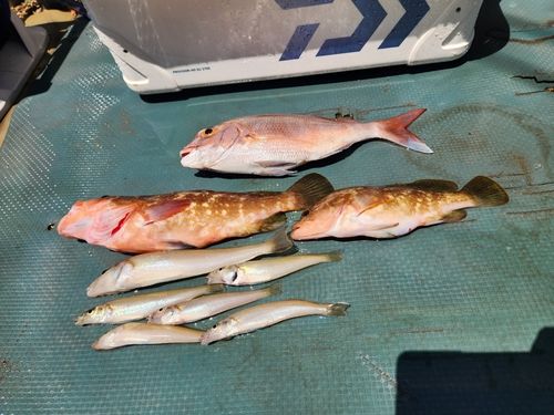 マダイの釣果