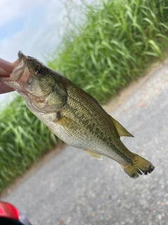 ラージマウスバスの釣果