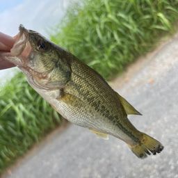 ラージマウスバス