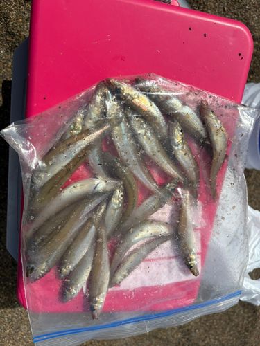 キスの釣果