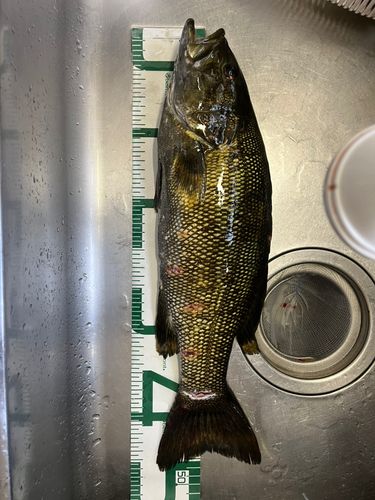 スモールマウスバスの釣果