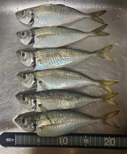 アジの釣果