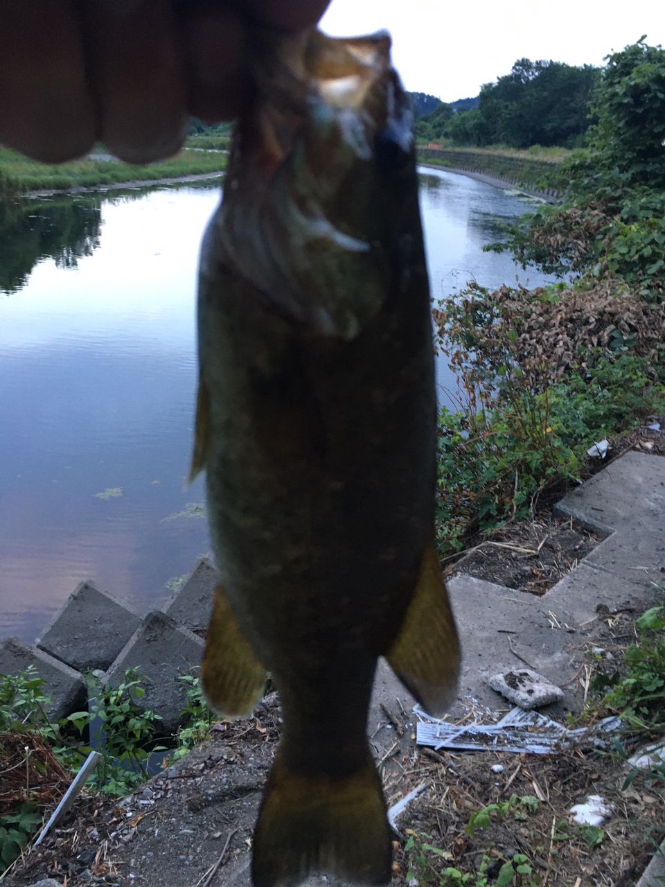 スモールマウスバス