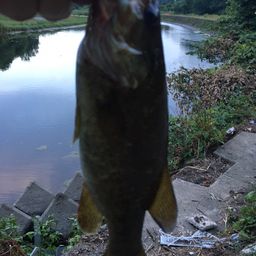 スモールマウスバス