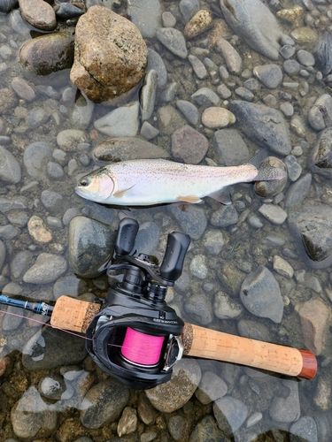 ニジマスの釣果