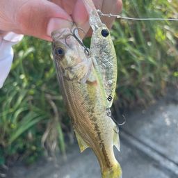 ラージマウスバス