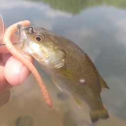 スモールマウスバス