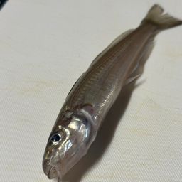 シロギス