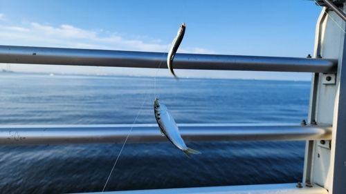カタクチイワシの釣果