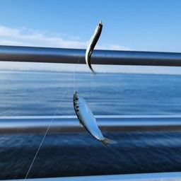 カタクチイワシ