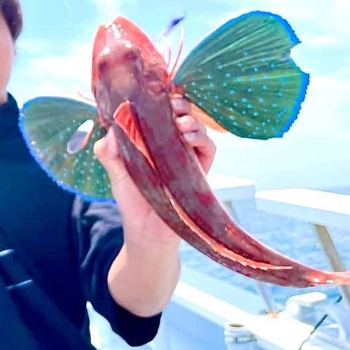 ホウボウの釣果