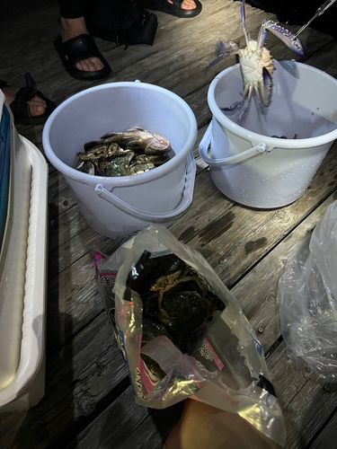 ワタリガニの釣果