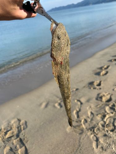 マゴチの釣果