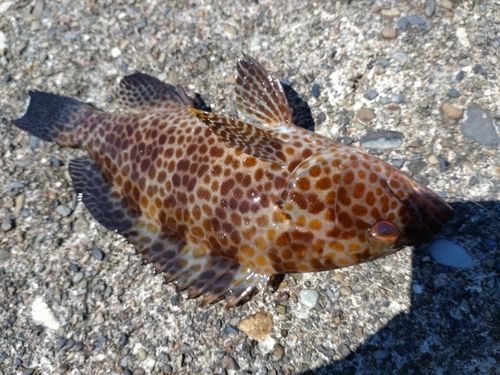 オオモンハタの釣果