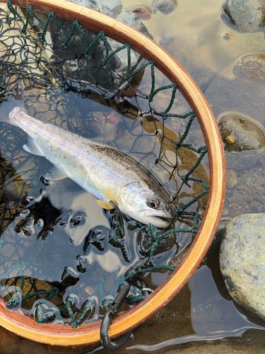 ヤマメの釣果