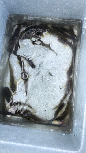 マハゼの釣果