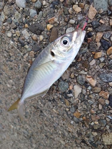 マアジの釣果