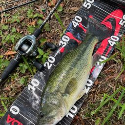 ラージマウスバス