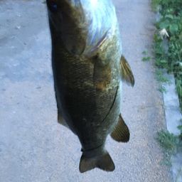 スモールマウスバス