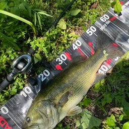 ラージマウスバス