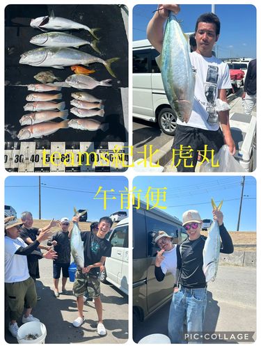ブリの釣果