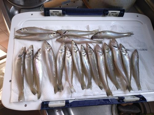 キスの釣果