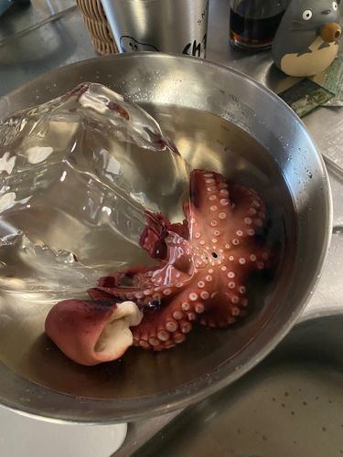 タコの釣果