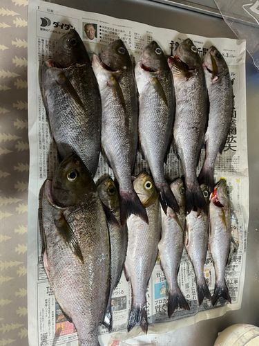 イサキの釣果