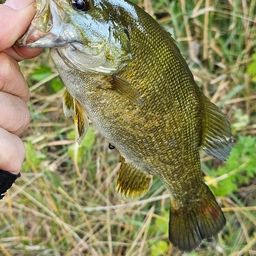 スモールマウスバス