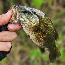 スモールマウスバス