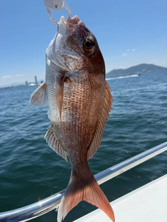 タイの釣果
