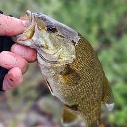 スモールマウスバス