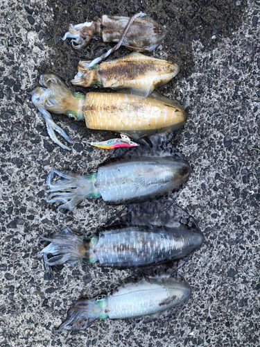 アオリイカの釣果
