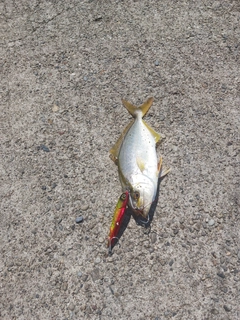 シオの釣果