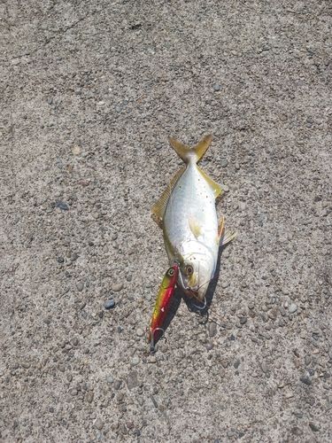 シオの釣果