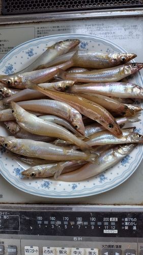 キスの釣果