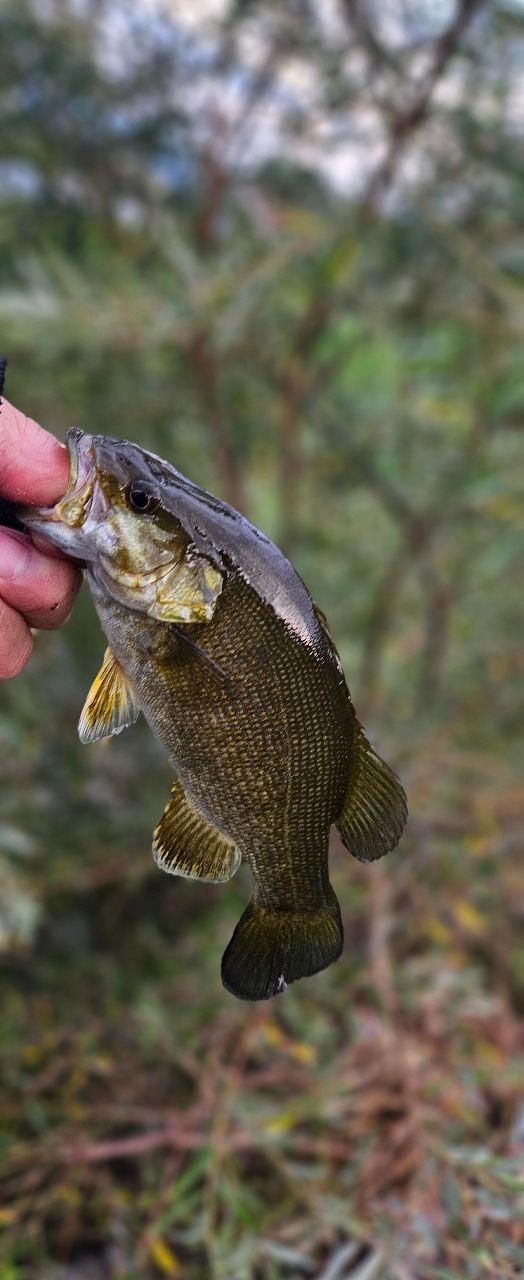 スモールマウスバス