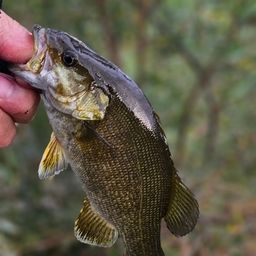 スモールマウスバス