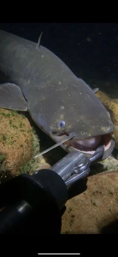 ナマズの釣果