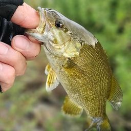 スモールマウスバス