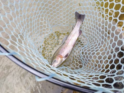 ニジマスの釣果