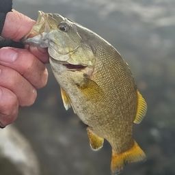 スモールマウスバス