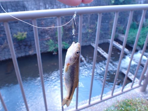 アブラハヤの釣果