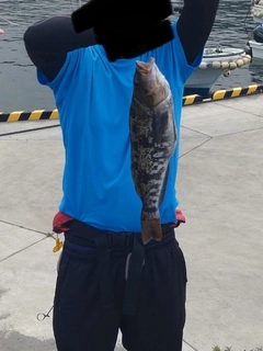 アイナメの釣果