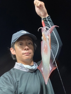 ケンサキイカの釣果