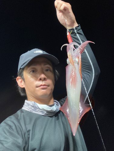 ケンサキイカの釣果