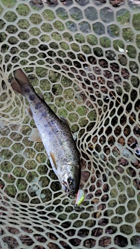 アマゴの釣果