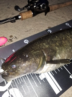 ナマズの釣果